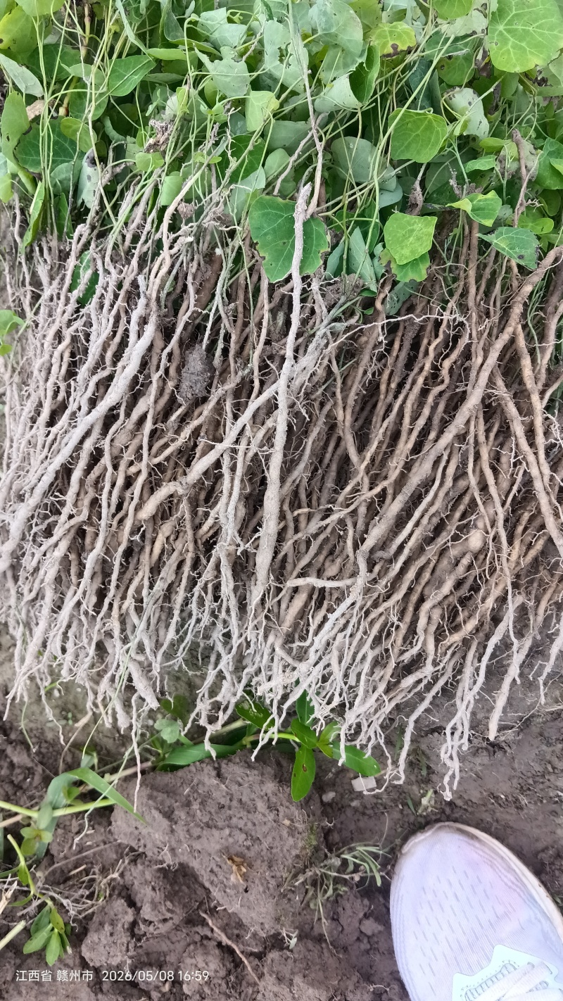 粉防己苗