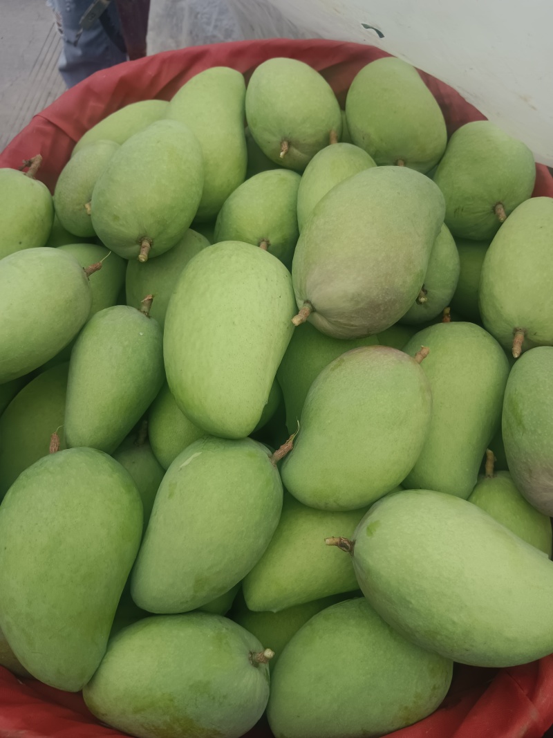 🥭芒果（台龙）