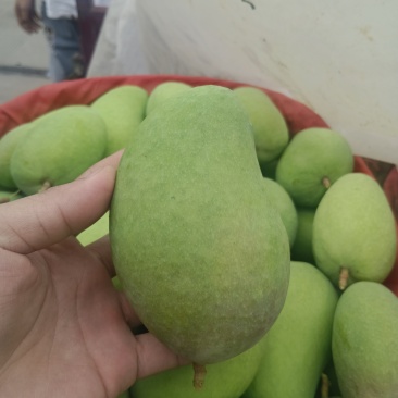 🥭芒果（台龙）