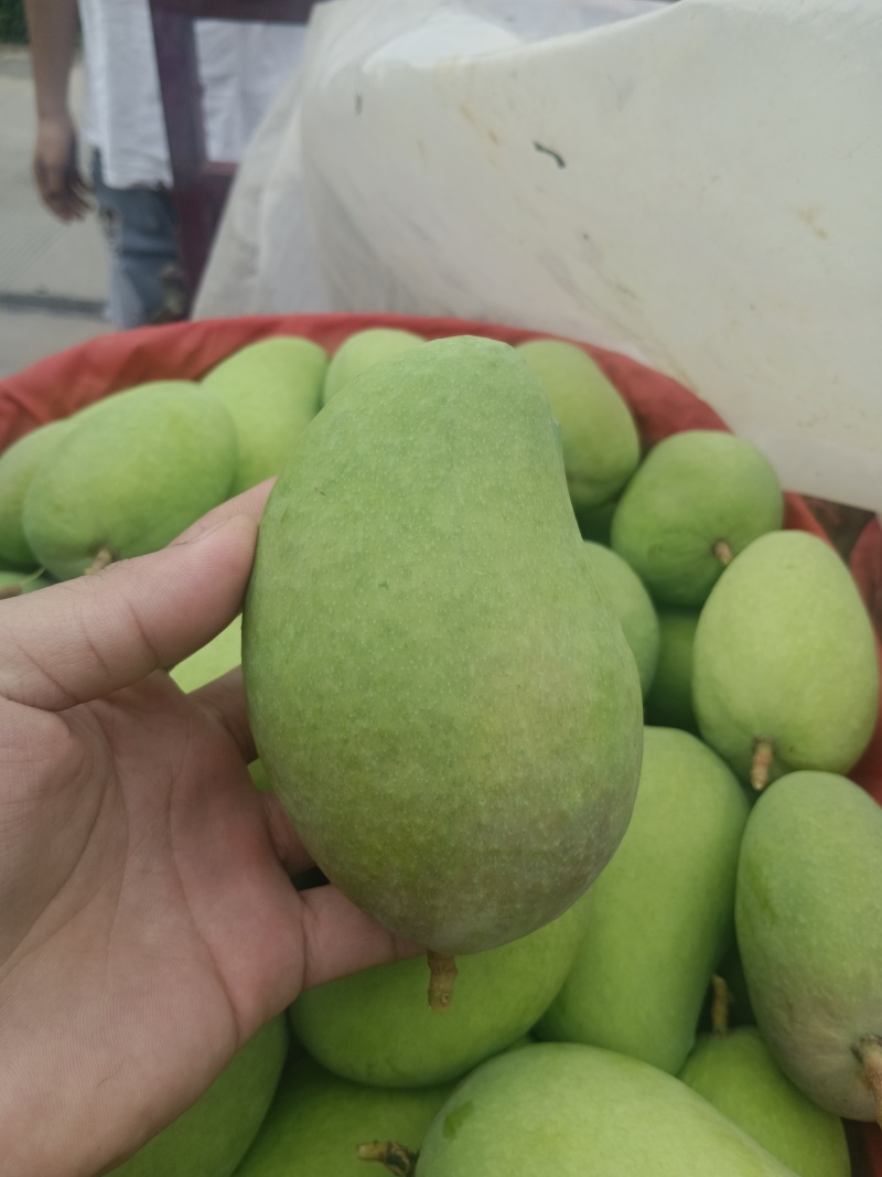 🥭芒果（台龙）