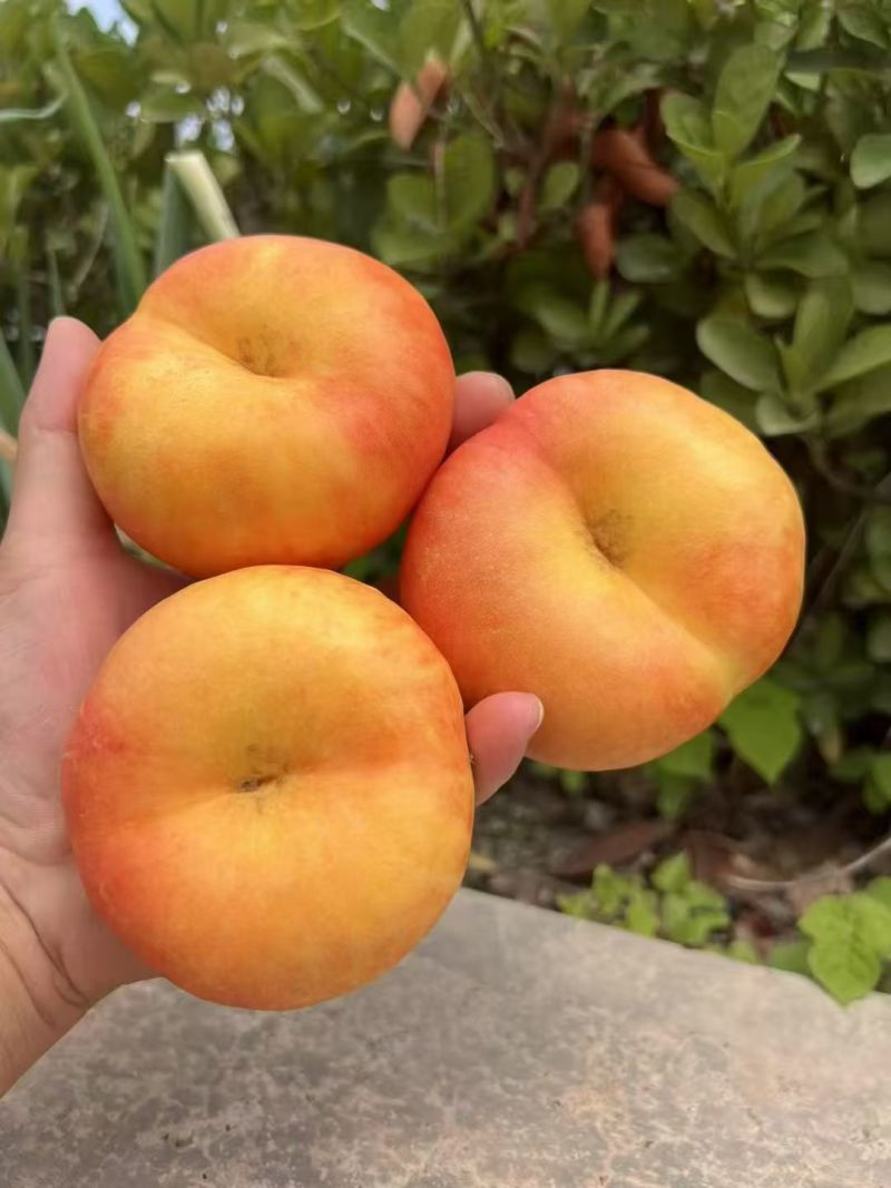 山东蒙阴蜜桃