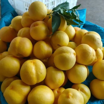 山东蒙阴蜜桃