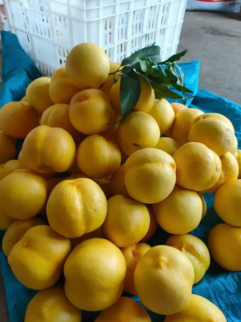 山东蒙阴蜜桃