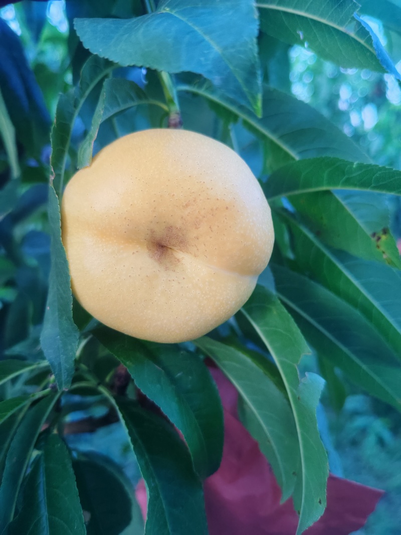 山东蒙阴蜜桃