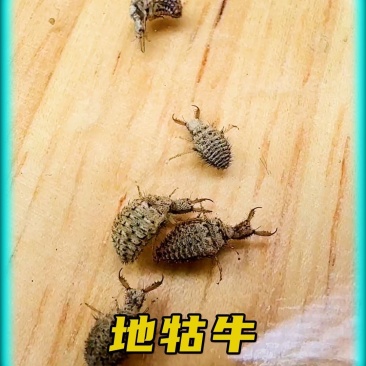 地牯牛