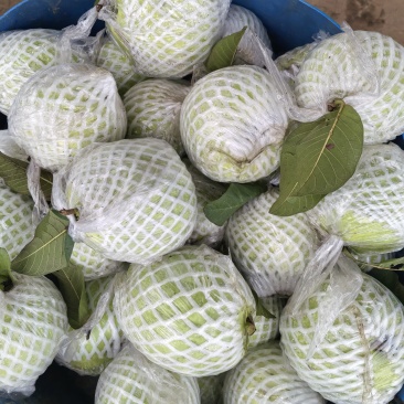 白心番石榴