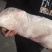烤乳猪厂家直销量大从优