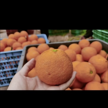 长叶香橙