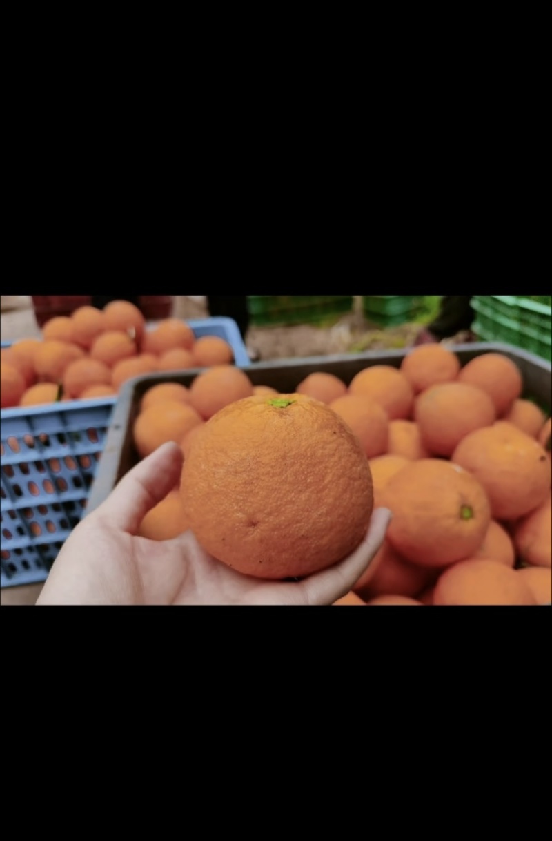 长叶香橙