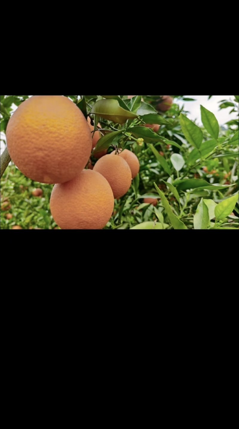 长叶香橙