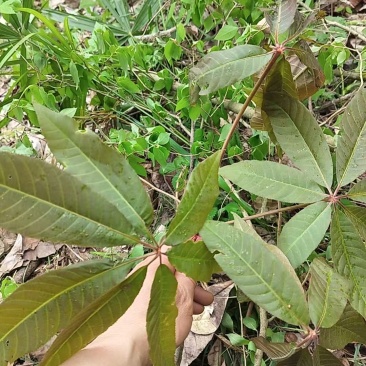 娑罗子（梭罗果），七叶树果子