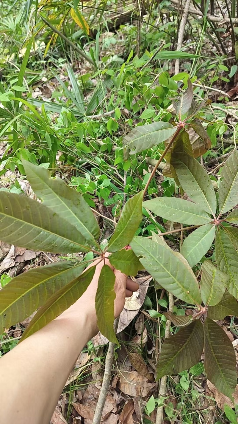 娑罗子（梭罗果），七叶树果子
