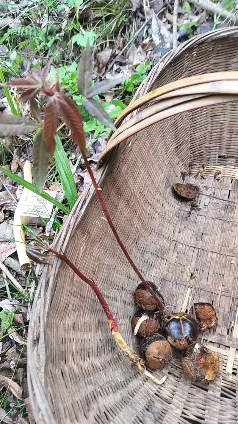 娑罗子（梭罗果），七叶树果子