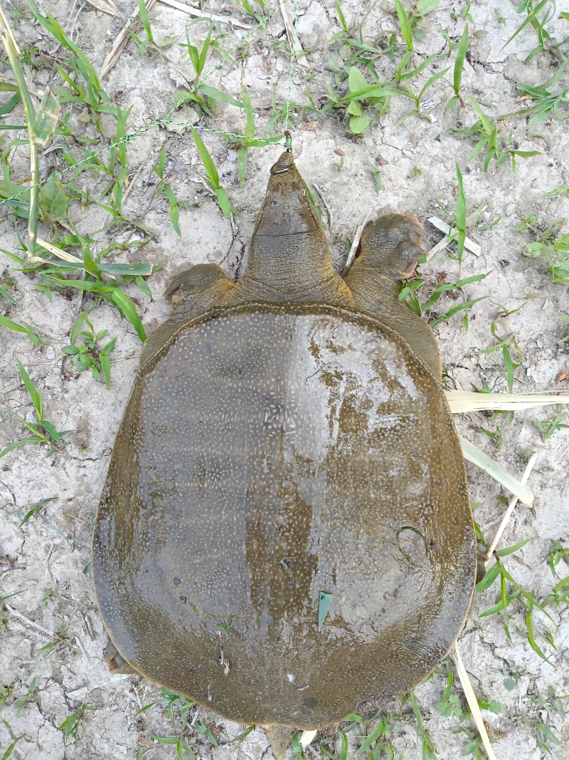 甲鱼