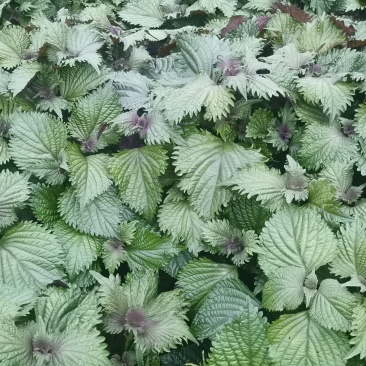 花叶紫苏
