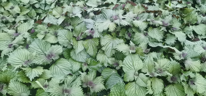 花叶紫苏