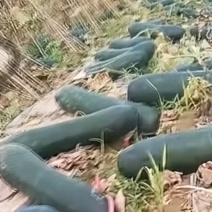 海南黑皮冬瓜