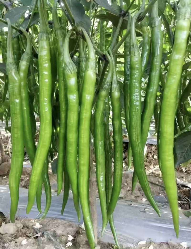 二荆条3号线椒青椒