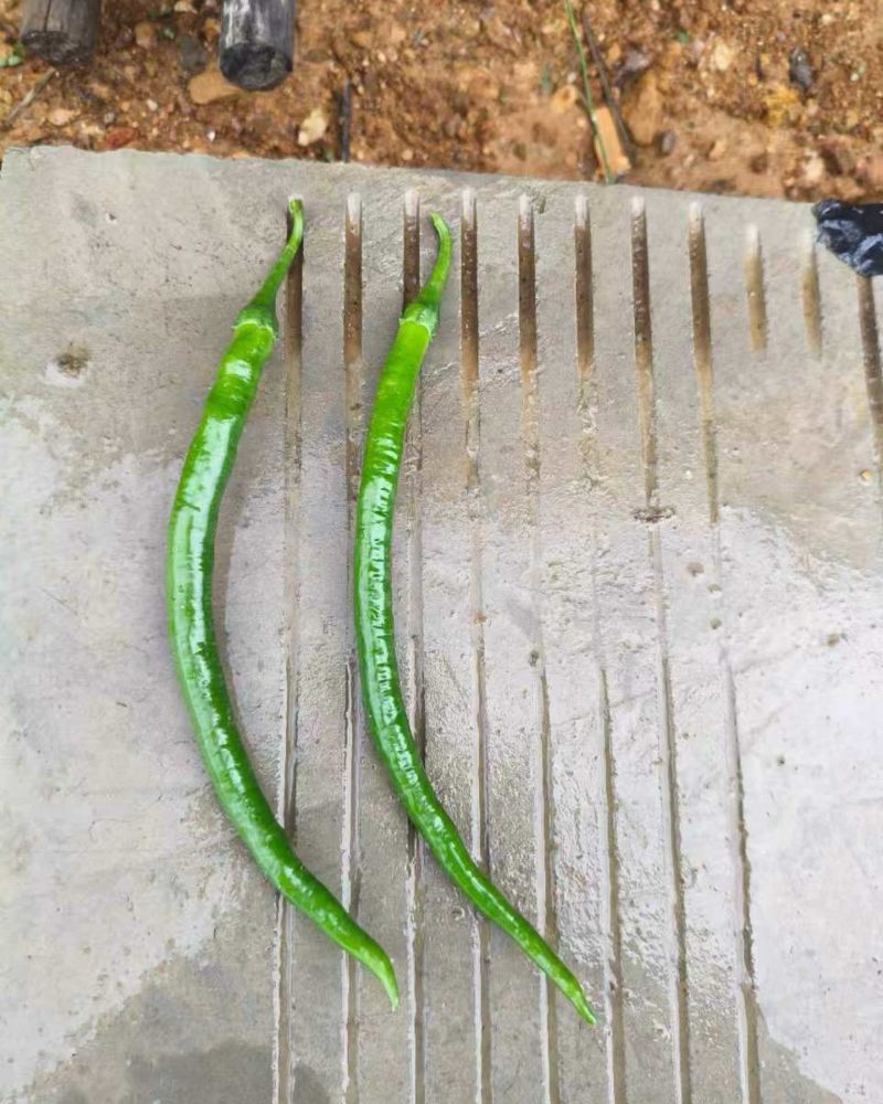 二荆条3号线椒青椒