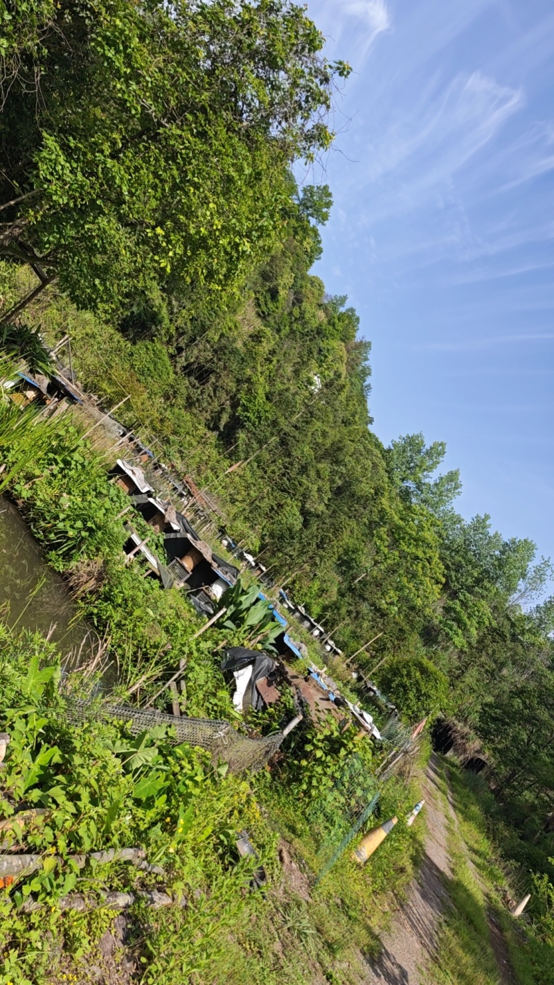 深山土蜂蜜
