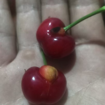 樱桃次果抱娃娃的需要的可以联系，价格便宜