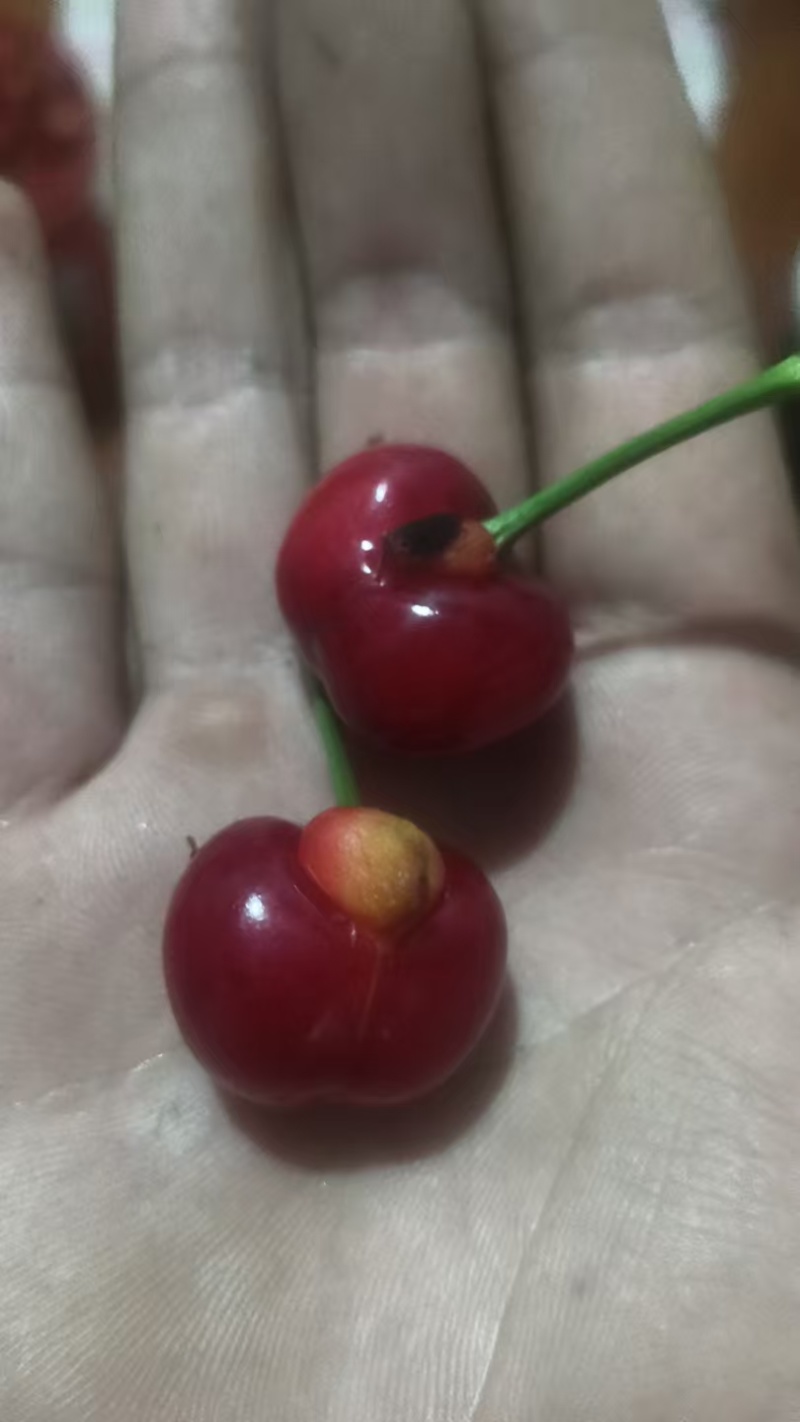 樱桃次果抱娃娃的需要的可以联系，价格便宜
