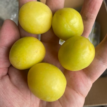 新疆小白杏