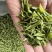 日照绿茶
