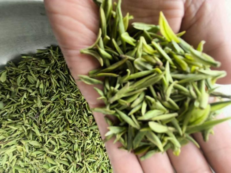 日照绿茶
