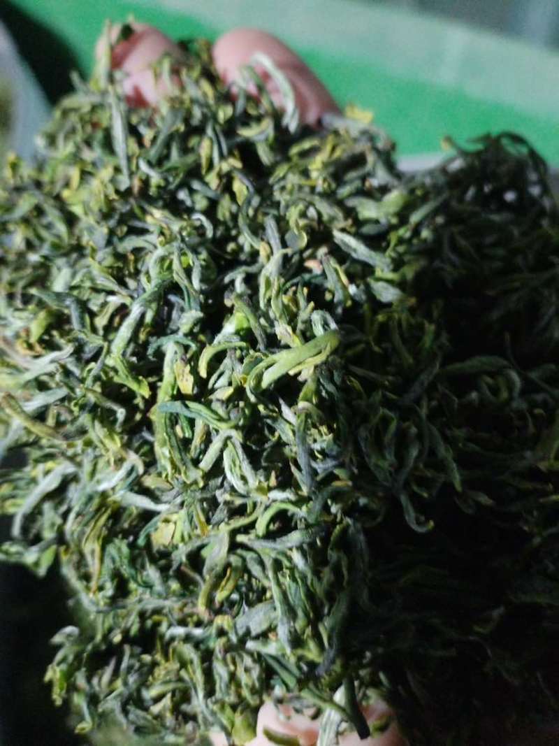 日照绿茶