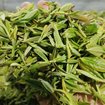 日照绿茶