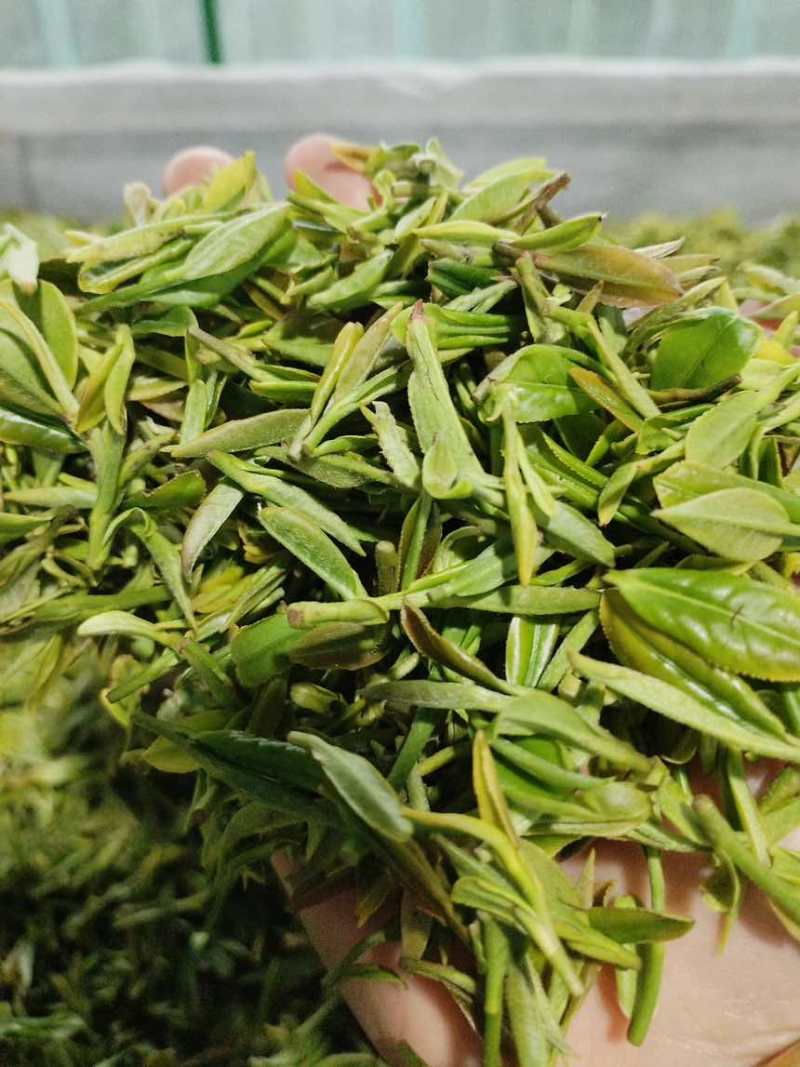 日照绿茶
