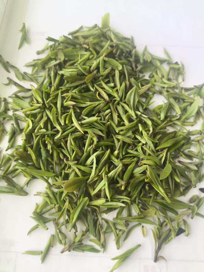 日照绿茶