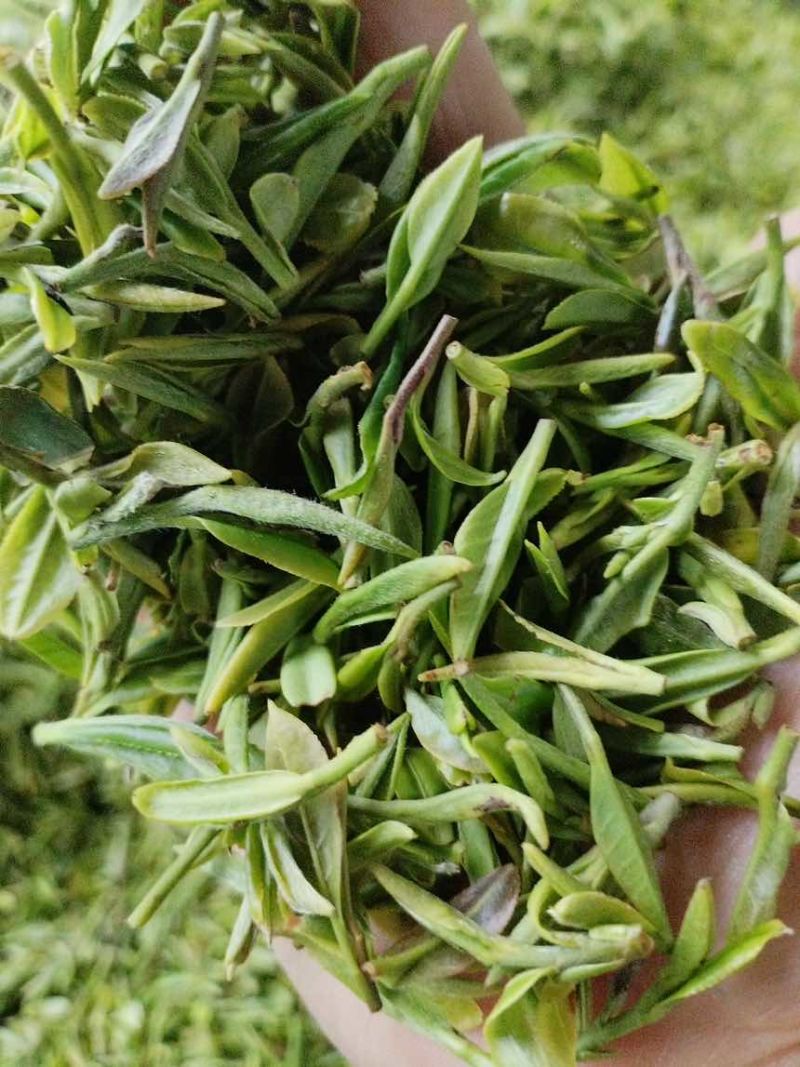 日照绿茶
