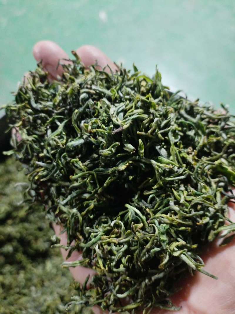 日照绿茶
