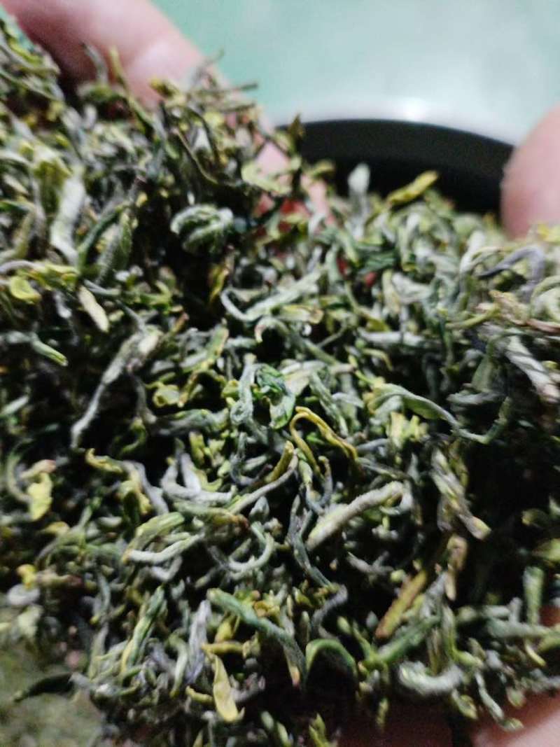 日照绿茶