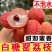 高州白糖罂妃子笑荔枝
