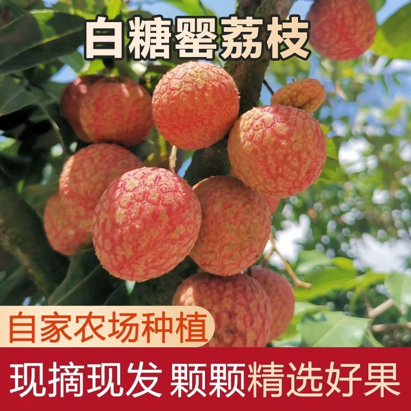 高州白糖罂妃子笑荔枝
