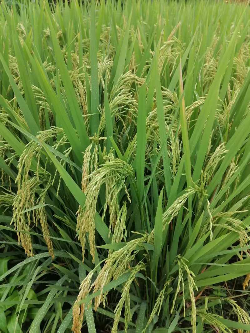 欢浪长粒香大米10斤装新稻谷现磨不抛光不打蜡家用