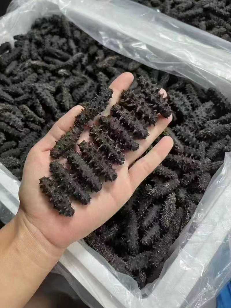 淡干海参