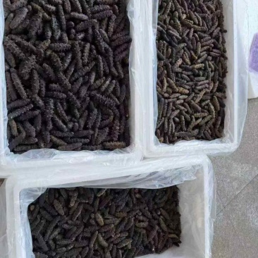 淡干海参