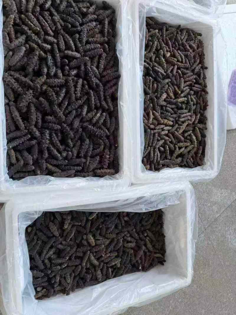 淡干海参