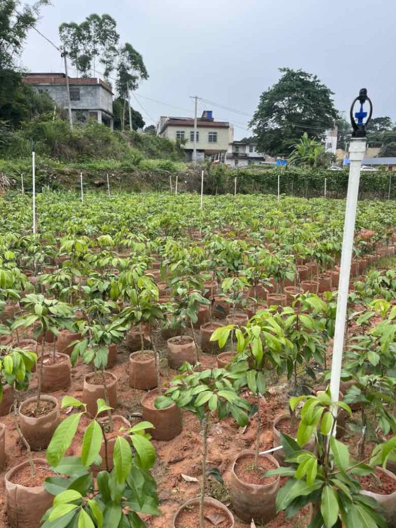 仙进奉荔枝苗