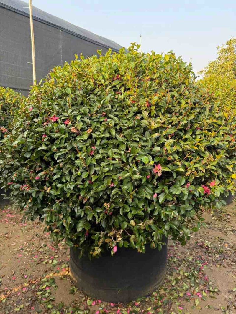 茶梅50-200高，一手货源，基地直销，大量低价出售