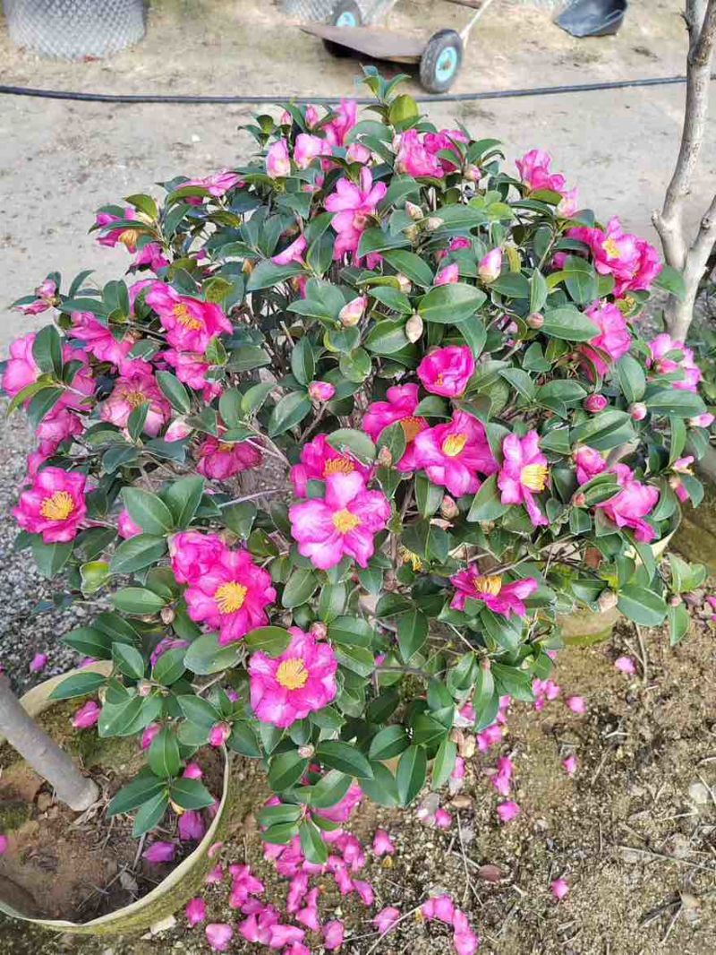 茶梅50-200高，一手货源，基地直销，大量低价出售