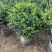茶梅50-200高，一手货源，基地直销，大量低价出售