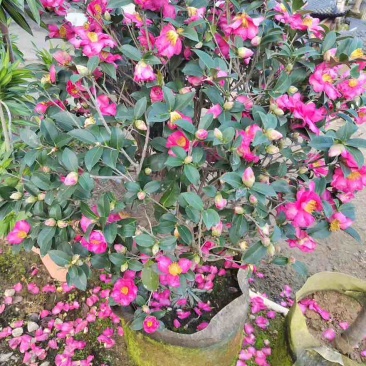 茶梅50-200高，一手货源，基地直销，大量低价出售