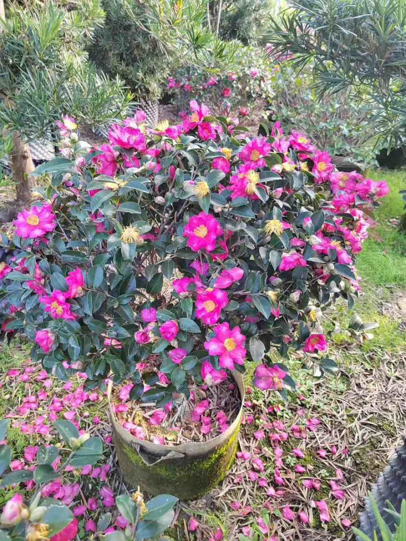 茶梅50-200高，一手货源，基地直销，大量低价出售