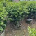 茶梅50-200高，球形，棒棒糖，各种规格，大量低价出售