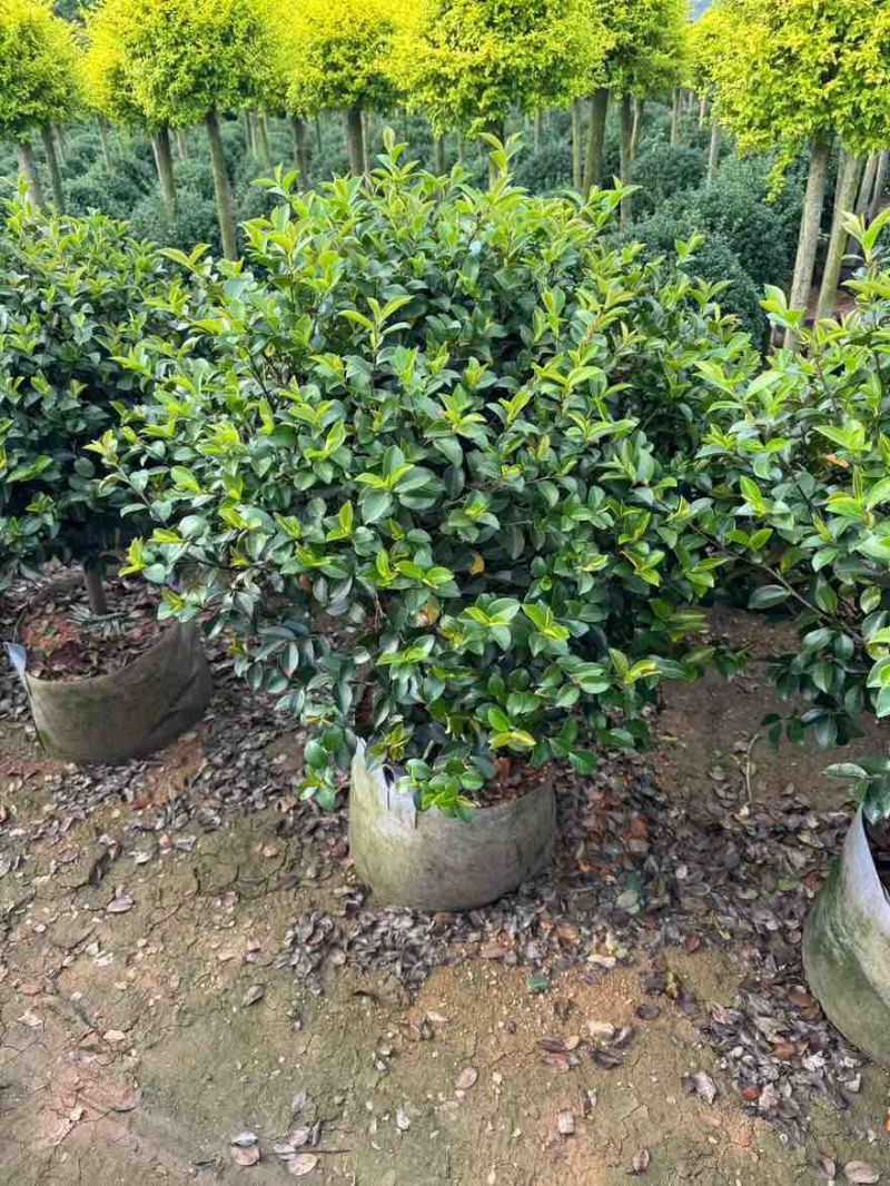 茶梅50-200高，球形，棒棒糖，各种规格，大量低价出售